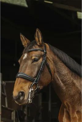 Produktbild von Norton Equestrian Basal Halfter Schwarz Cob Schwarz Cob