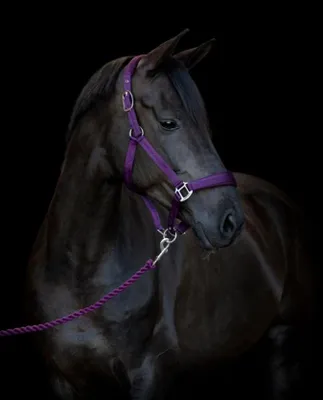 Produktbild von Horse Guard Führstrick gedreht Plum mit Karabinerhaken