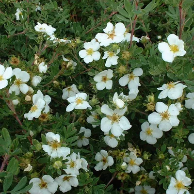 Obrázok produktu pre 2 x  Potentilla fruticosa 'Abbotswood'  | 20-25 cm v kontajneri