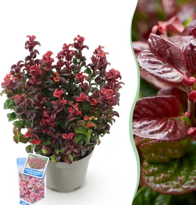 Image de Leucothoe Curly Red - Rouge - Feuillage persistant - Peu d'entretien - 30-40cm - Ø17cm - Plante de jardin