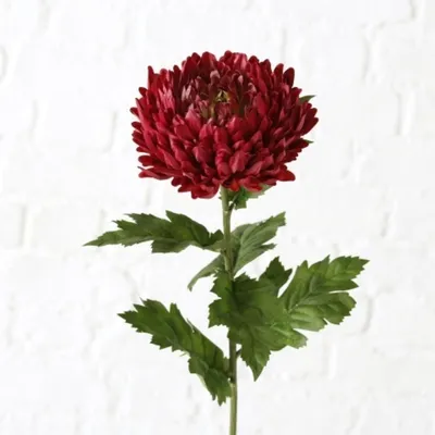 Produktbild von Boltze Gruppe Chrysantheme 75 cm