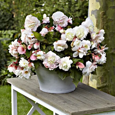 Image de Bégonia retombant double parfumé Odorata Angelique 1 pièce bégonias plants