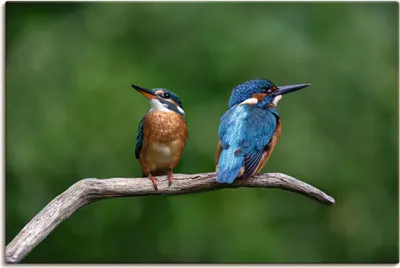 Produktbild von ARTland Leinwandbild Zwei Eisvogel Größe: 90x60 cm