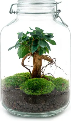 Produktbild von Jar Flaschengarten Paket - Ökosystem mit Pflanzen im Glas - ↑ 28 cm