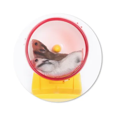 Produktbild von MuchoWow® Mauspad Mousepad Hamster im Laufrad 20x20 cm - Mousepads - Maus Mat - Pad - Mausunterlage - Schreibtischmatte