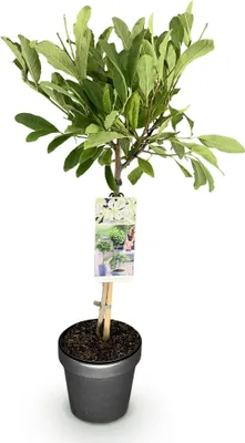 Produktbild von GreenboutiQ - Stamm Pflanze - Magnolia stellata - Terrassenpflanze - Laubabwerfend - Winterhart - Weiße Blüte - Topf 19cm Höhe 90cm
