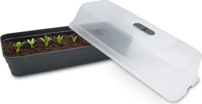 A seedling tray with young plants and a transparent lid.