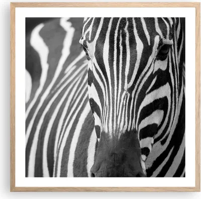 Produktbild von Gerahmtes Poster - Rahmen in heller Eiche - Tiere Zebra gestreift - 60x60 cm - Wand Bild - Wanddeko - Wandbilder - Wandposter - Bilderrahmen - Bilder - Kunstdruck - Wandbild - P2NAC60x60-2254