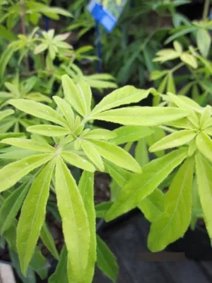 Produktbild von Orangenblume Goldfingers - Choisya ternata Goldfingers 30-40cm