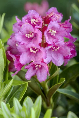 Produktbild von Rhododendron ferrugineum, Rostblättriger Rhododendron, rosa, 12–15 cm