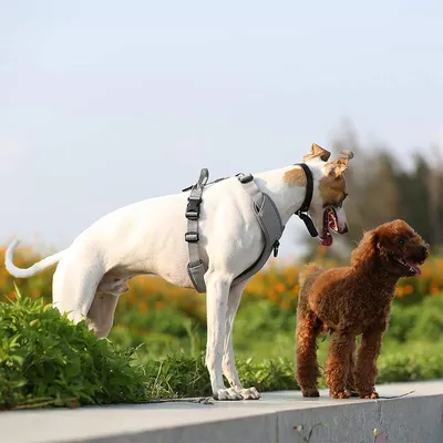 Produktbild von Hundegeschirr Reflektierend - Verstellbar - Grau - Für Outdoor und Spaziergänge