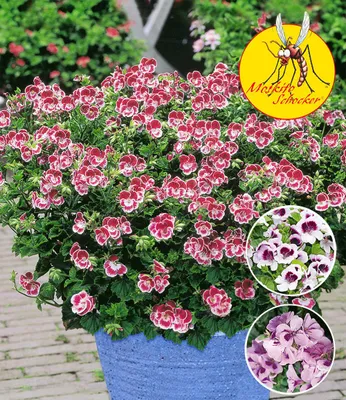 Produktbild von BALDUR Garten 3x Duft-Geranie 'Moskito-Schocker®', Pflanzen im 10,5 cm-Topf, zitronenartiges Aroma gegen Mücken & Wespen, ideal für Kübel & Balkonkästen, farbenfrohe Mischung