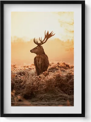 Produktbild von Hirsche bei Sonnenaufgang– Wandbild mit Rahmen – Gerahmtes Bild  – Wanddekoration – 50x70 cm –  Schwarz Rahmen
