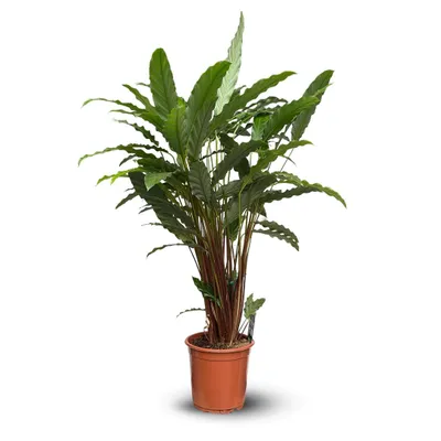 Image de Calathea rufibarba - ↕100-110 cm - ⌀ 20 cm - plante d'intérieur