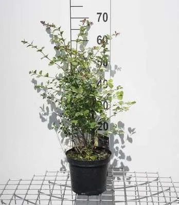Immagine prodotto di Symphoricarpos d. 'Mother of Pearl' - Schneebeere 50- 60 cm - Contenitore