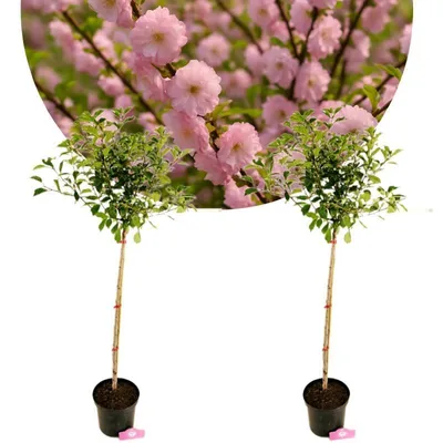 Produktbild von Set mit 2 Prunus triloba – Mandelbaum – Höhe 100cm – 5-Liter-Topf