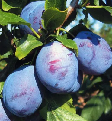 Produktbild von Pflaumenbaum ´KATINKA´ Unterlage Myrobalan, wurzelnackt
