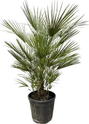 Produktbild von Trendyplants - Chamaerops Humilis Strauch - Höhe 160-180 cm - Europäische Zwergpalme - Winterhart - Gartenpflanze - Topfgröße Ø24cm