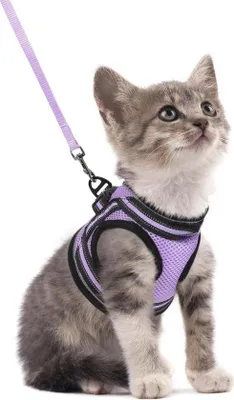 Produktbild von Famanu Katzengeschirr und Leine Set mit reflektierenden Details - Verstellbar