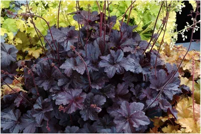 Produktbild von Stauden Gänge 1 x Heuchera Hybride 'Obsidian' im 1 Liter Topf - Schwarzes Purpurglöckchen - Ein Hauch von Luxus für jeden Garten