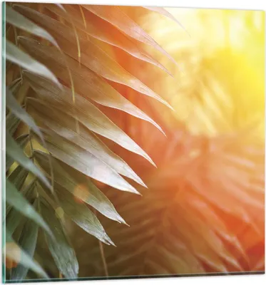 Produktbild von Bilder auf glas - Einteilig - Exotisch Blätter Dämmerung - 30x30cm - Glasbilder - Wandbilder - Bilder - zum Aufhängen bereit - Wanddekoration aus Glas - Glas Bilder - Wandbild auf Glas - GAC30x30-4807