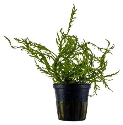 Produktbild von Aquarium Pflanze Hygrophila Odora 'Difformis' Wasserpflanzen AquaOne Nr.051D