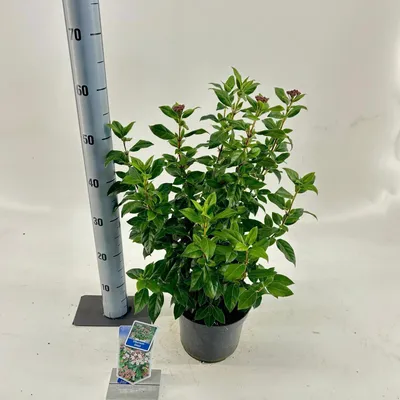 Immagine prodotto di Viburnum tinus - Viburno olivastro | 30-40 cm in vaso