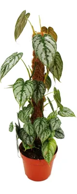 Immagine prodotto di Philodendron brandtianum - Foglia d'argento - Amico degli alberi - Vaso da 17 cm su bastone di muschio