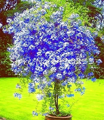 Obrázek produktu pro Elzusha - Semena rostliny Plumbago auriculata, 100 kusů