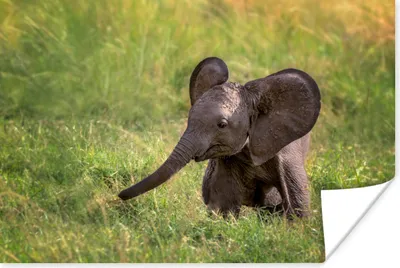 Produktbild von MuchoWow® Poster Elefant - Baby - Kalb 120x80 cm - Bilder