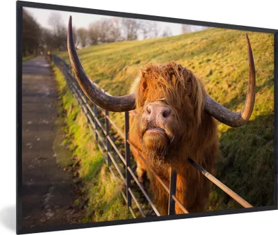 Produktbild von MuchoWow® Gerahmtes Poster Scottish Highlander - Zaun - Gras 90x60 cm - Poster mit Schwarzem Bilderrahmen Wandposter Rahmen Foto Bilder - Fotorahmen - Foto-Plakat