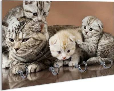 Produktbild von Wallario Schlüsselbrett aus Glas, Motiv: Katzenfamilie, 30 x 20 cm mit 4 Haken