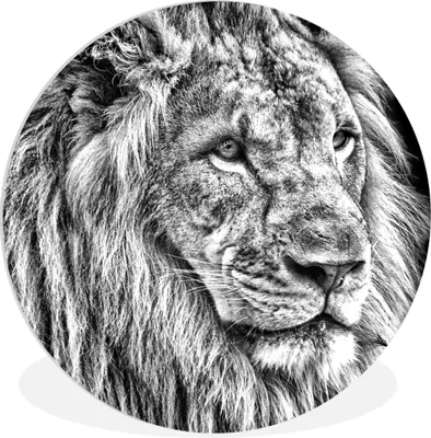 Produktbild von MuchoWow® Rundes Wandbild - Runde Bilder Porträt - Löwe - Schwarz und weiß Ø 30 cm Kreis Wanddekoration Kunststoff - Wandkreis - Wandschmuck - Schlafzimmer - Bilder - Der Kreis - Kunst für die Wohnung - Plastik - Kunstdruck - Wandbild