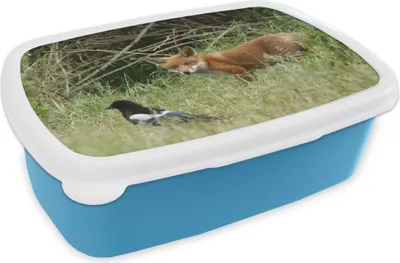 Produktbild von KitchenYeah® Lunchbox Brotzeit Brotdose 17x11 cm Tiere - Vogel - Fuchs Kinder Brotzeitdose - Lunch - Kunststoff  - Brotbüchse - Sandwichbox - Lunchbox für Kinder