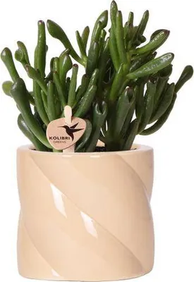 Produktbild von Sukkulente Crassula Hobbit – Zimmerpflanze Ø9cm – inkl. Candy-Topf Pfirsich – Pflegeleichte Grünpflanze im dekorativen Keramiktopf – Ideal für Wohnzimmer, Büro & Geschenkidee