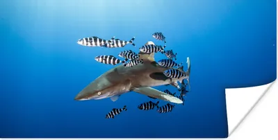 Produktbild von MuchoWow® Poster Hai mit Fisch 40x20 cm - Poster für die Wand - Poster Schlafzimmer