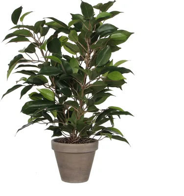 Zdjęcie produktu dla Mica Decorations Ficus Natasja sztuczna roślina w doniczce Stan - H40 x Ø30 cm - Zielony