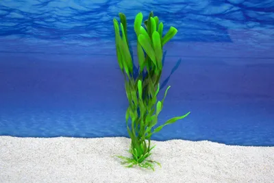 Produktbild von Amtra Valisneria L 26 cm – Künstliche Pflanze Aquarium
