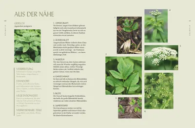 Produktbild von Die "Unkräuter" in meinem Garten