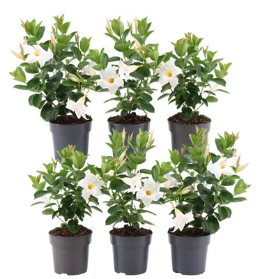 Produktbild von Plants by Frank | 6 Dipladenia White Pflanzen | Mandevilla | Weiße Blüten | Reichblühend | Kletterpflanze | Gartenpflanzen