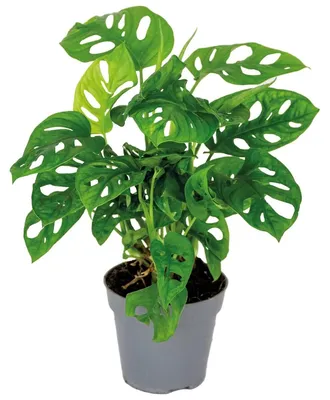 Immagine prodotto di Pianta da interno, Monstera (Fensterblatt) - vaso da 12 cm - altezza da 20 a 25 cm - facile da curare