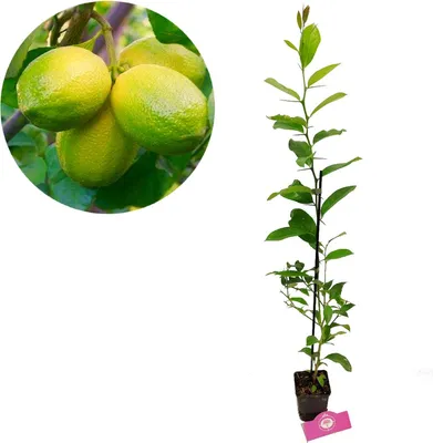 Obrázok produktu pre Citrus auratifolia - 'Mexican Lime' - Limetka - 9 cm kvetináč - výška +40 cm