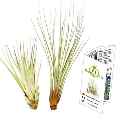 Produktbild von Tillandsien 2er XL Set, Tillandsia fasciculata, Tillandsia juncea XL, Bromeliengewächs