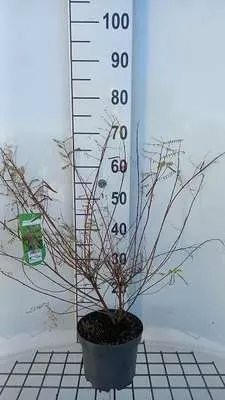 Immagine prodotto di Indigofera heterantha - Arbusto di indaco 30-40 cm - Contenitore