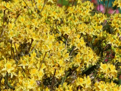 Produktbild von Sommergrüne Azalee - Pontische Azalee - Rhododendron luteum - Ursprungsart - 30-40cm
