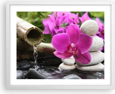 Produktbild von Gerahmtes Poster - Weißer Rahmen - Orchidee Bambus Dekoration Spa - 50x40 cm - Wand Bild - Wanddeko - Wandbilder - Wandposter - Bilderrahmen - Bilder - Kunstdruck - Wandbild - P2WAA50x40-2666