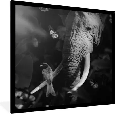Produktbild von MuchoWow® Gerahmtes Poster Vogel - Elefant - Dschungel - Schwarz - Weiß 40x40 cm - Poster mit Schwarzem Bilderrahmen Wandposter Rahmen Foto Bilder - Mit Rahmen - Wanddekoration Schlafzimmer