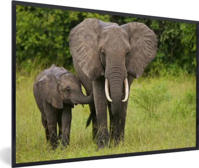 Produktbild von MuchoWow® MuchoWow® Gerahmtes Poster Elefant - Kalb - Landschaft 90x60 cm - Poster mit zchwarzem Bilderrahmen - Fotorahmen - Foto-Plakat