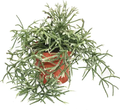 Produktbild von Rhipsalis pilocarpa - Korallenkaktus - im 12cm Topf