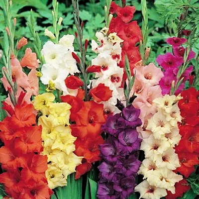 Immagine prodotto di Gladiolus Gladiolo Mix 10 pz Gladioli bulbi di gladiolo